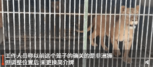 男子在动物园狮笼里发现一只金毛 园方:工作疏忽,牌子未及时调整
