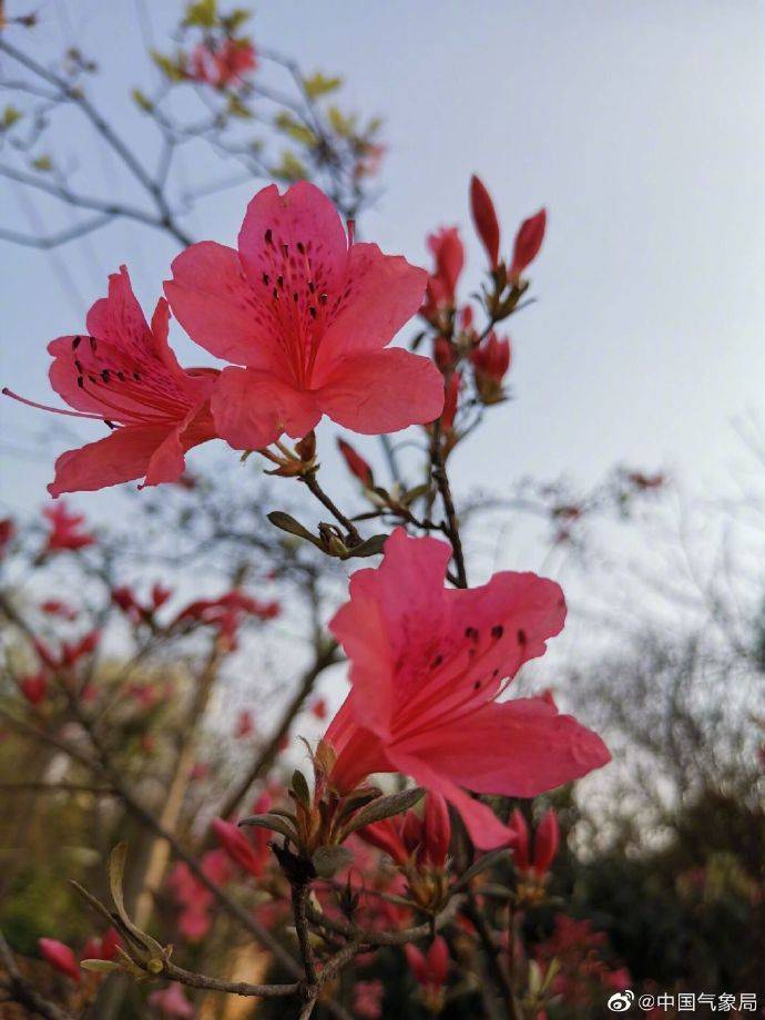 安徽郎溪杜鹃花盛放 姹紫嫣红娇艳欲滴