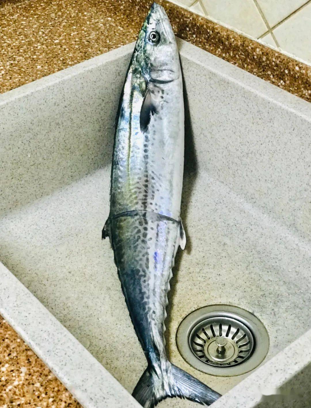 这季餐桌上最美味的春天使者䲠鯃