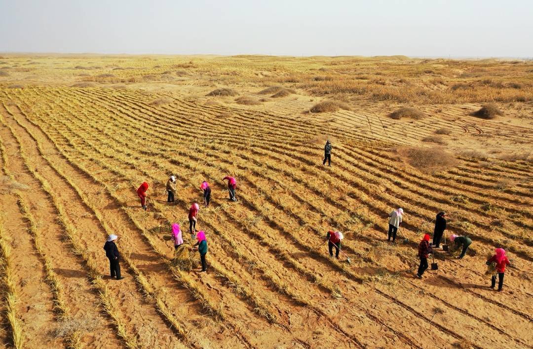 放眼望去,绵延不断的沙漠逐渐被一张张麦草方格织成的"黄金铠甲"束缚