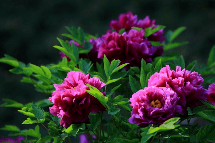 所有人您有一份山花烂漫商洛行赏花指南请查收