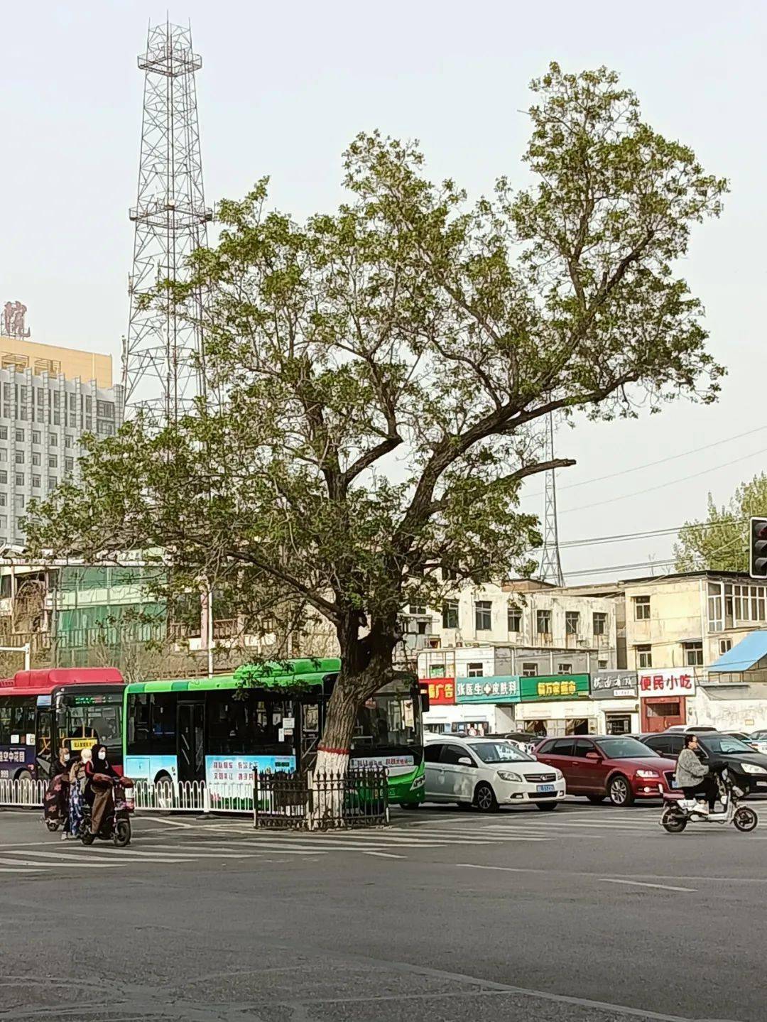 邢台南大树规划图片