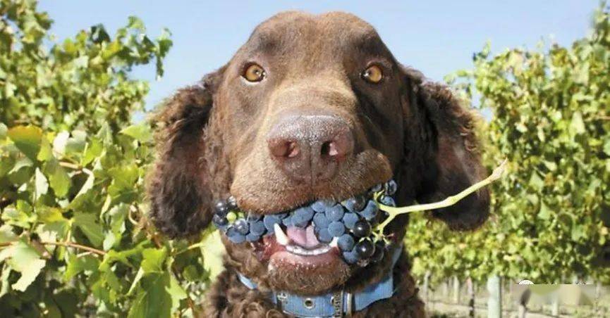 狗为什么不可以吃葡萄