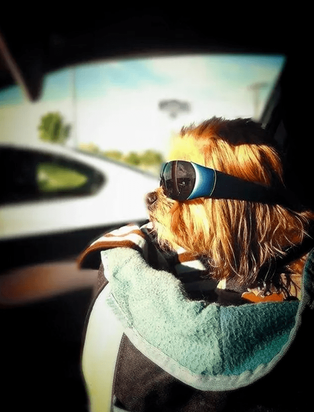 乘车兜风的汪星人让我们向快乐出发