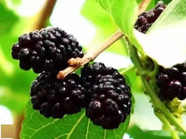 蓝莓怎么清洗最好更干净 bbd44db2b00f484dbc95d26de6018400.jpeg