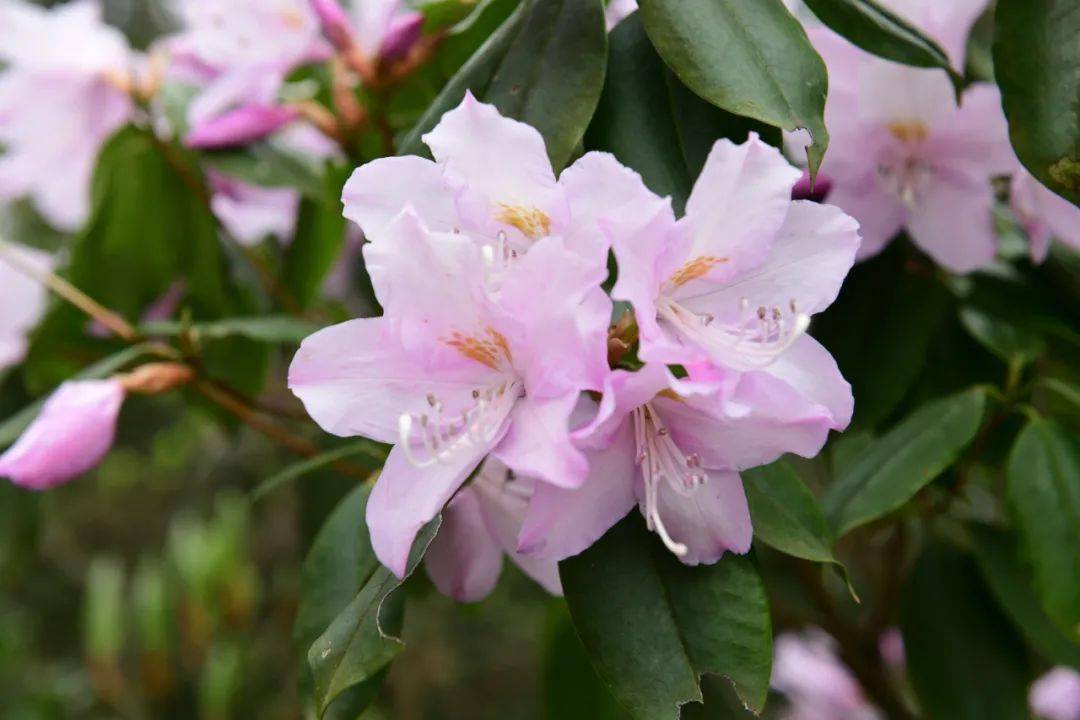 在開發時,特意對這些百年以上的野生杜鵑花進行保護