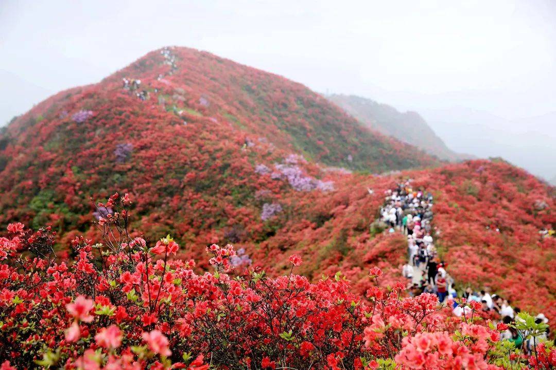 丹寨映山红旅线