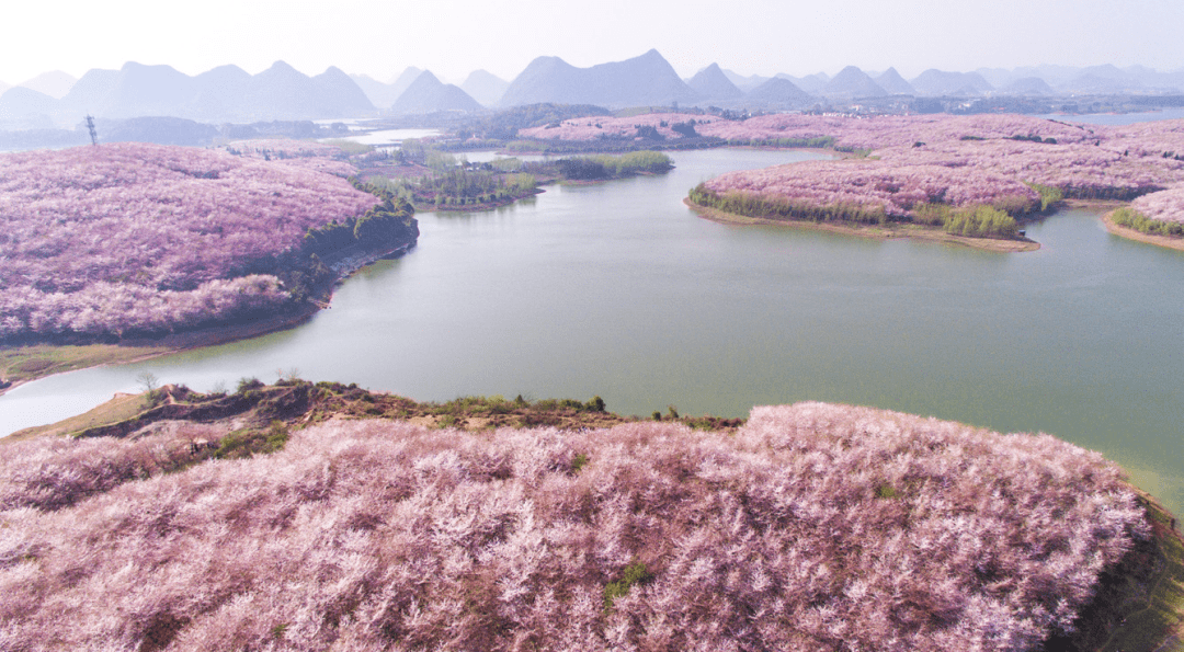 ② 遊玩建議:貴安櫻花園還種有3000畝桃花.