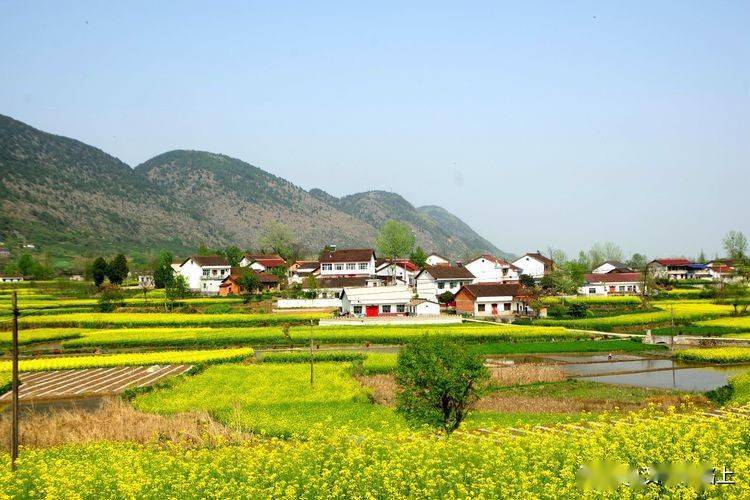 春到秦巴,油菜开花,金色海洋,风景如画.