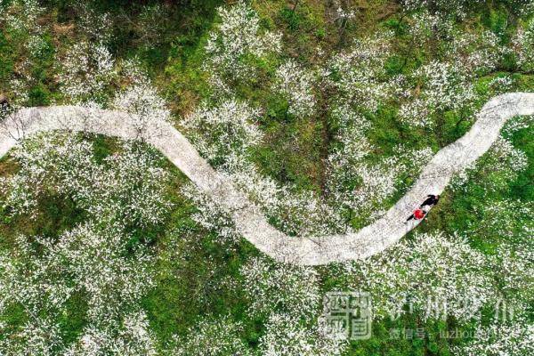 高！颜！值！泸州这里数百亩梯田构成春日里最美的画