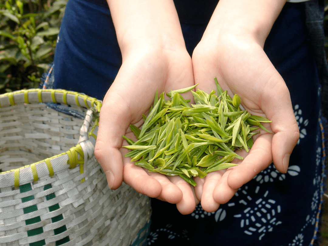 虽然时代的变迁,改变的是饮茶的方式,但是"径山茶"从古至今是非常著名