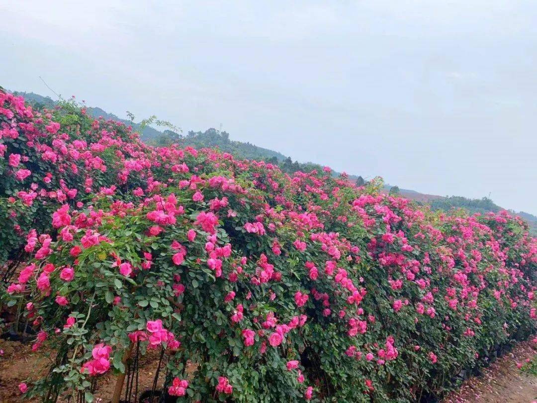 乐山这个200多亩玫瑰花海即将盛放!城区出发30分钟飚拢!_玫瑰庄园