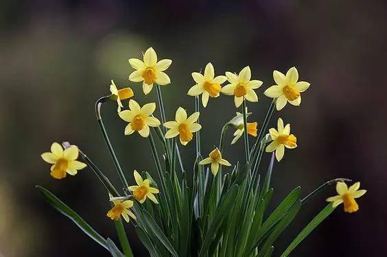 水仙花开 仙气自来 中國