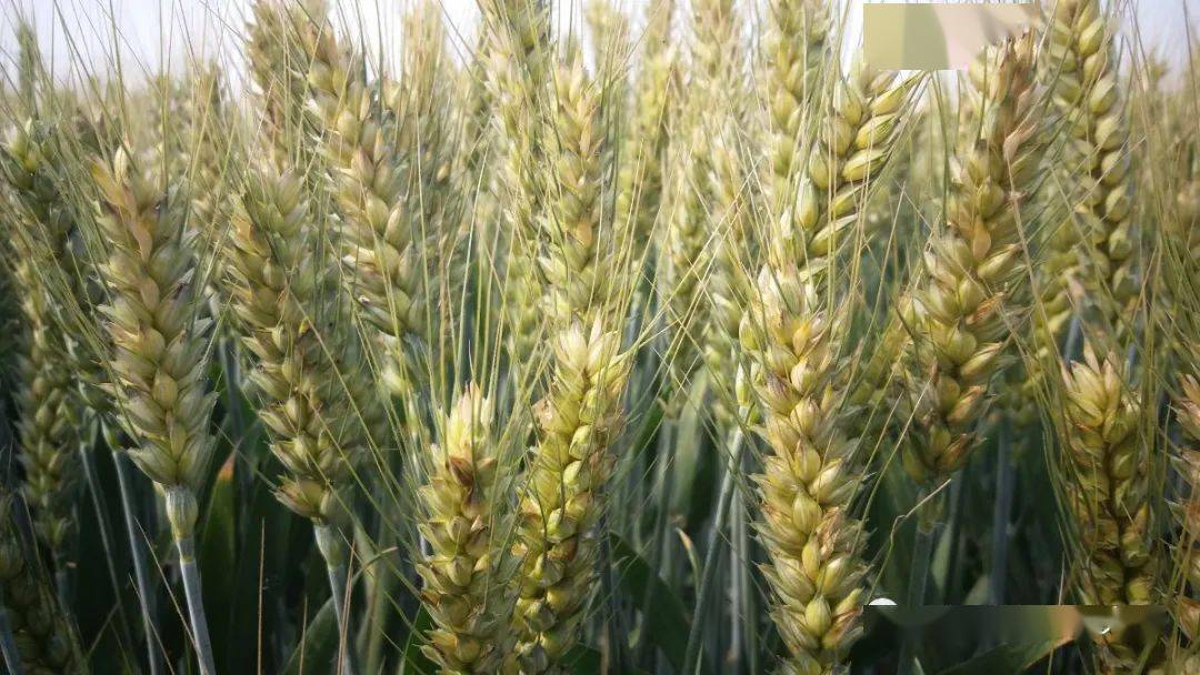 西农1125小麦品种图片