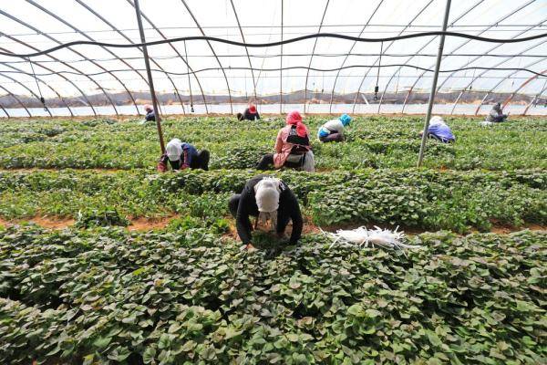 3月30日,唐山市滦南县东黄坨镇薯泽种植专业合作社农民在温室里采集