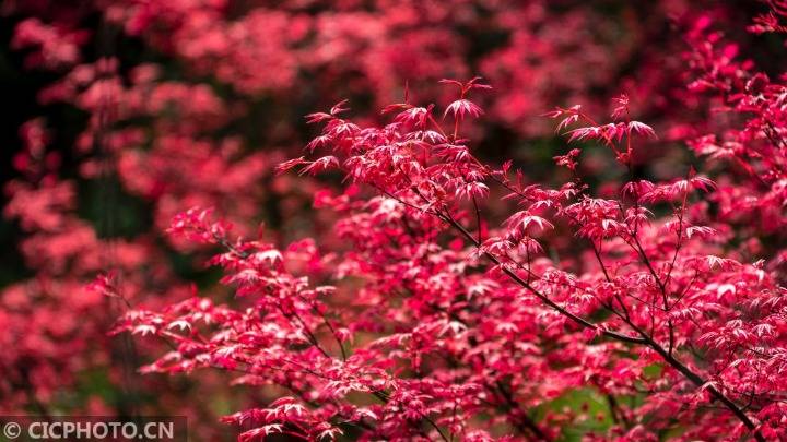 四川什邡：红枫展叶红满坡
