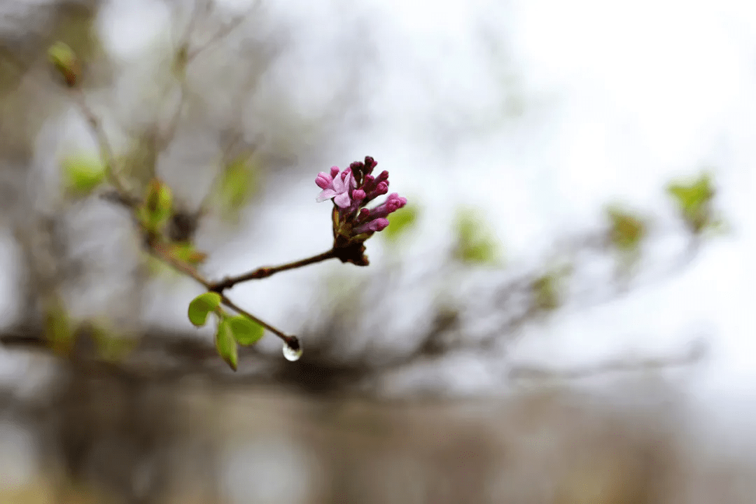 春雨初歇,蓬莱阁赏花正当时!