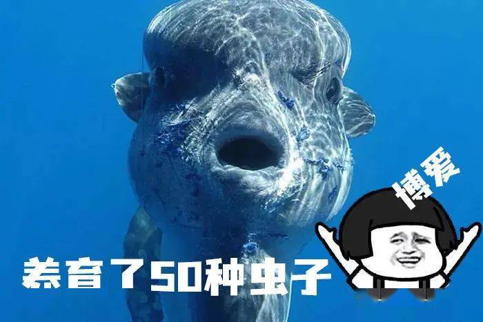 翻车鱼被海星吃了?_mola