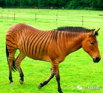 你知道嗎動物界關於馬的45個冷知識終極篇