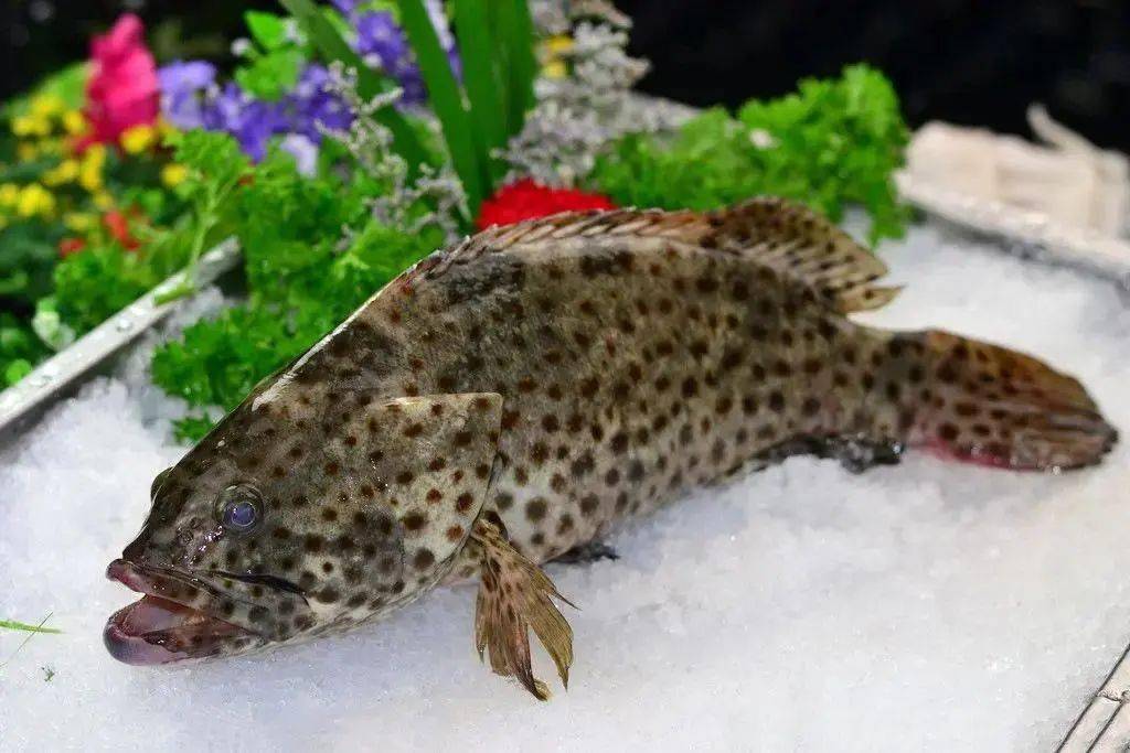 苏眉,东星斑,西星斑,老鼠斑,青斑,杉斑,芝麻斑,老虎斑,龙趸,红斑,红曹