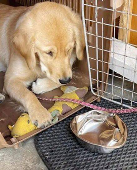 饭盆被压扁,狗子一气之下…报警了!