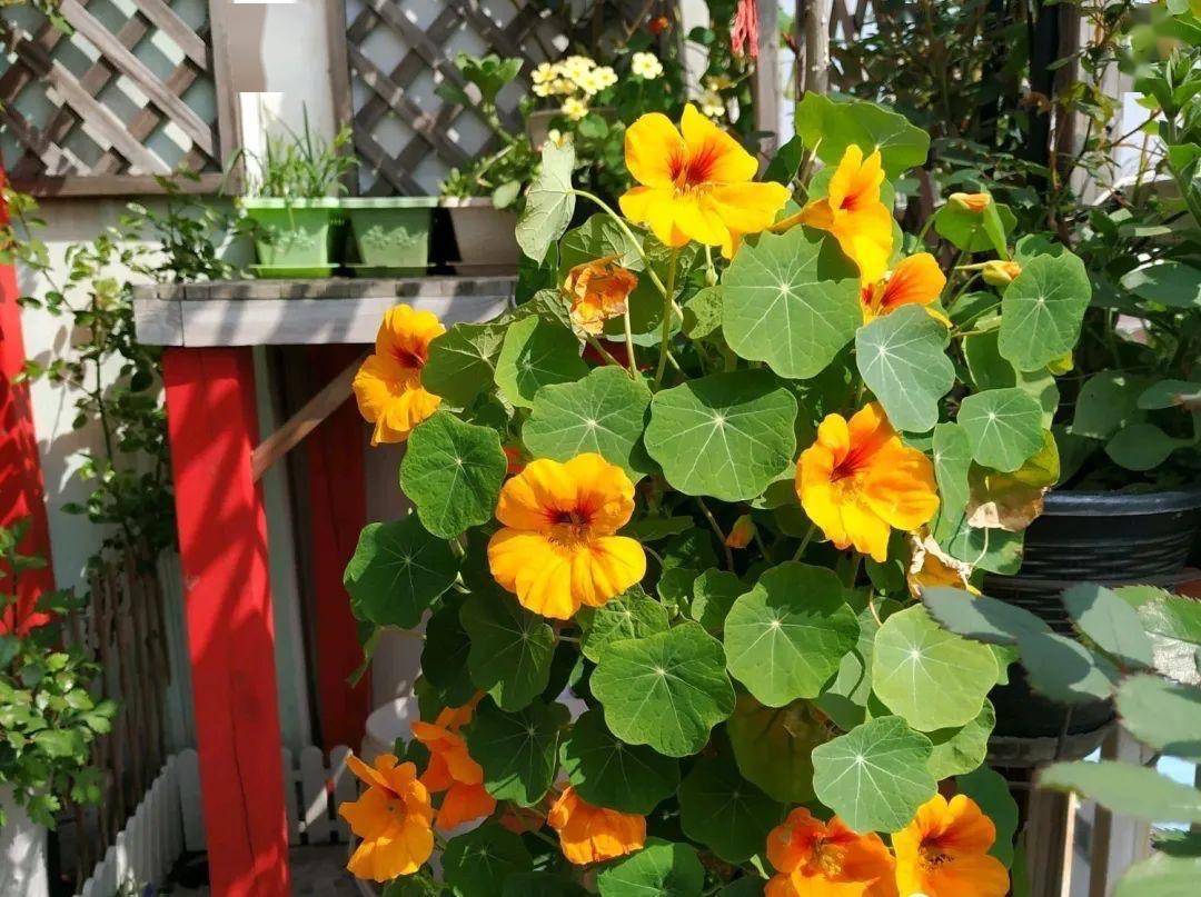 旱金莲怎么养记住这2点花比叶子多天天能赏花