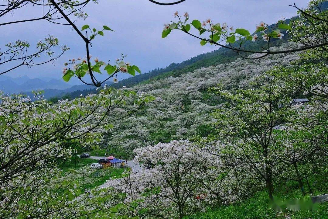 山花烂漫时|我和油桐花有个约会!