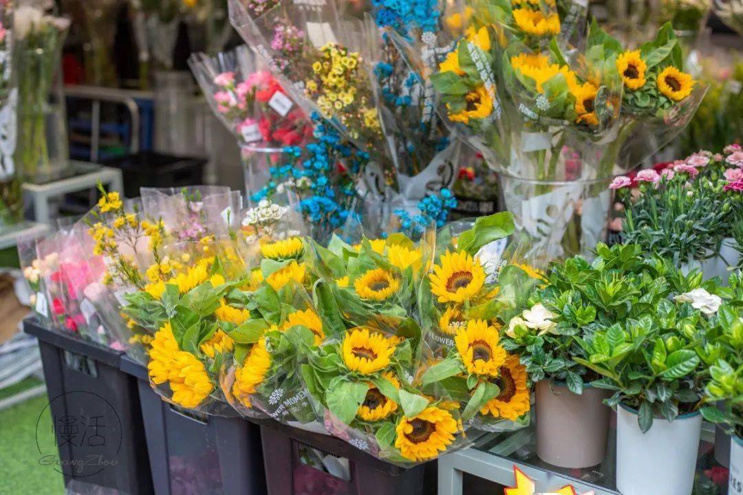 哪里买花最便宜网站 97fc8bfbf42e442788c2a35c009a2fa1.jpeg