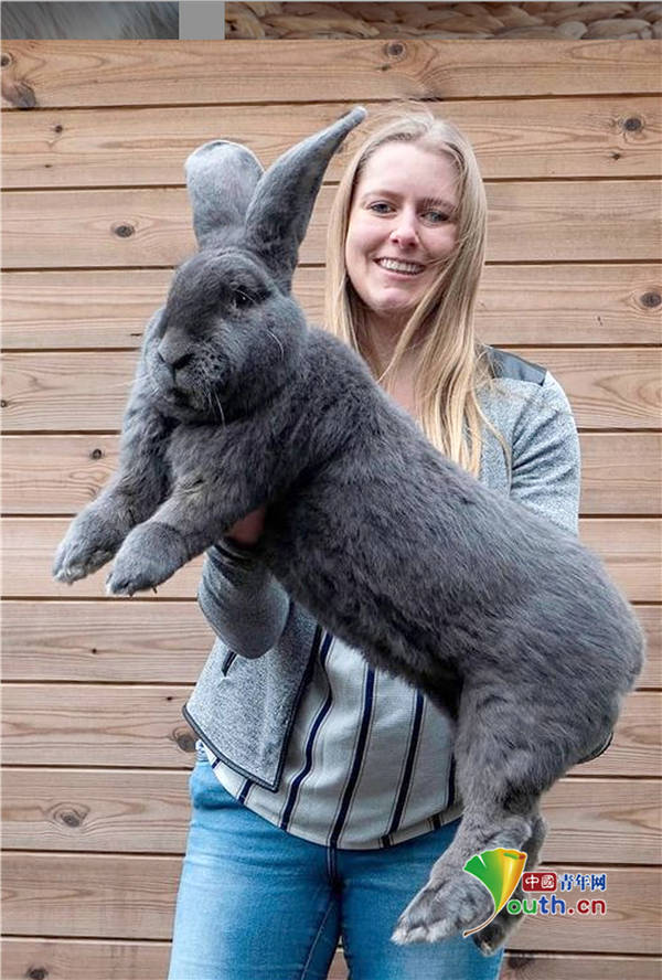 花明兔是世界上体型最大的家养宠物兔子,michelle van de poel的这些