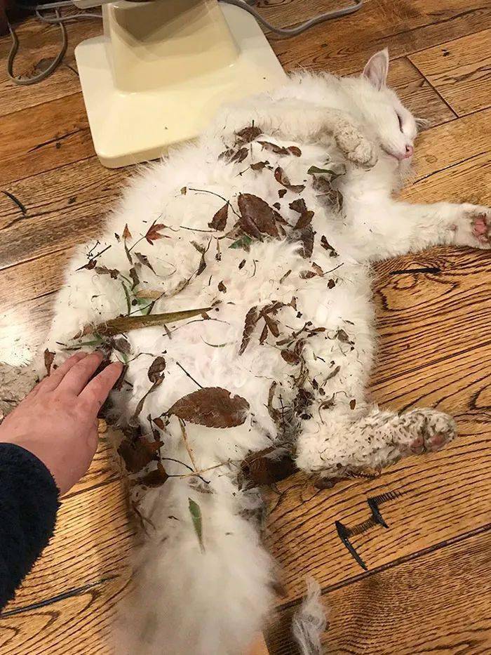 渣猫不坏铲屎不爱30只坏猫在线气人