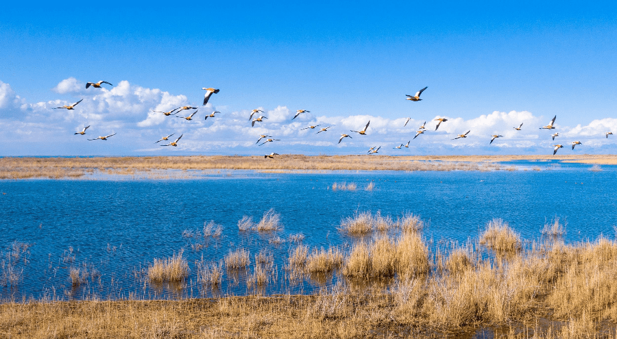 新疆博斯腾湖：水清景美鸟蹁跹