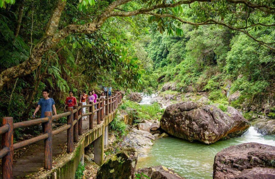 登山道穿行於原始森林之中,沿途可見種類繁多的珍稀植物,飛雲峽還有