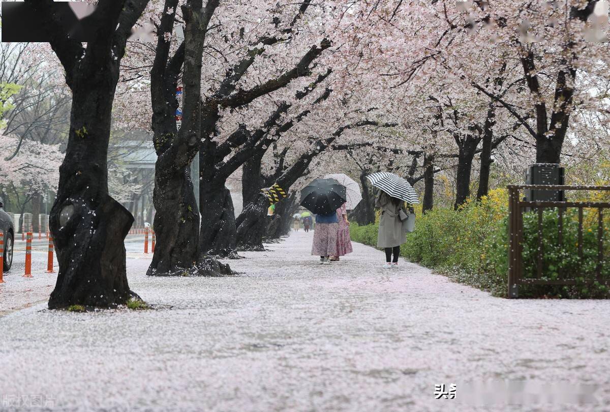 韩国春雨过后落樱缤纷唯美宛如童话世界