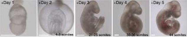 魏茨曼|以色列科学家拟用人造子宫培育人类胚胎到5周，挑战伦理禁忌