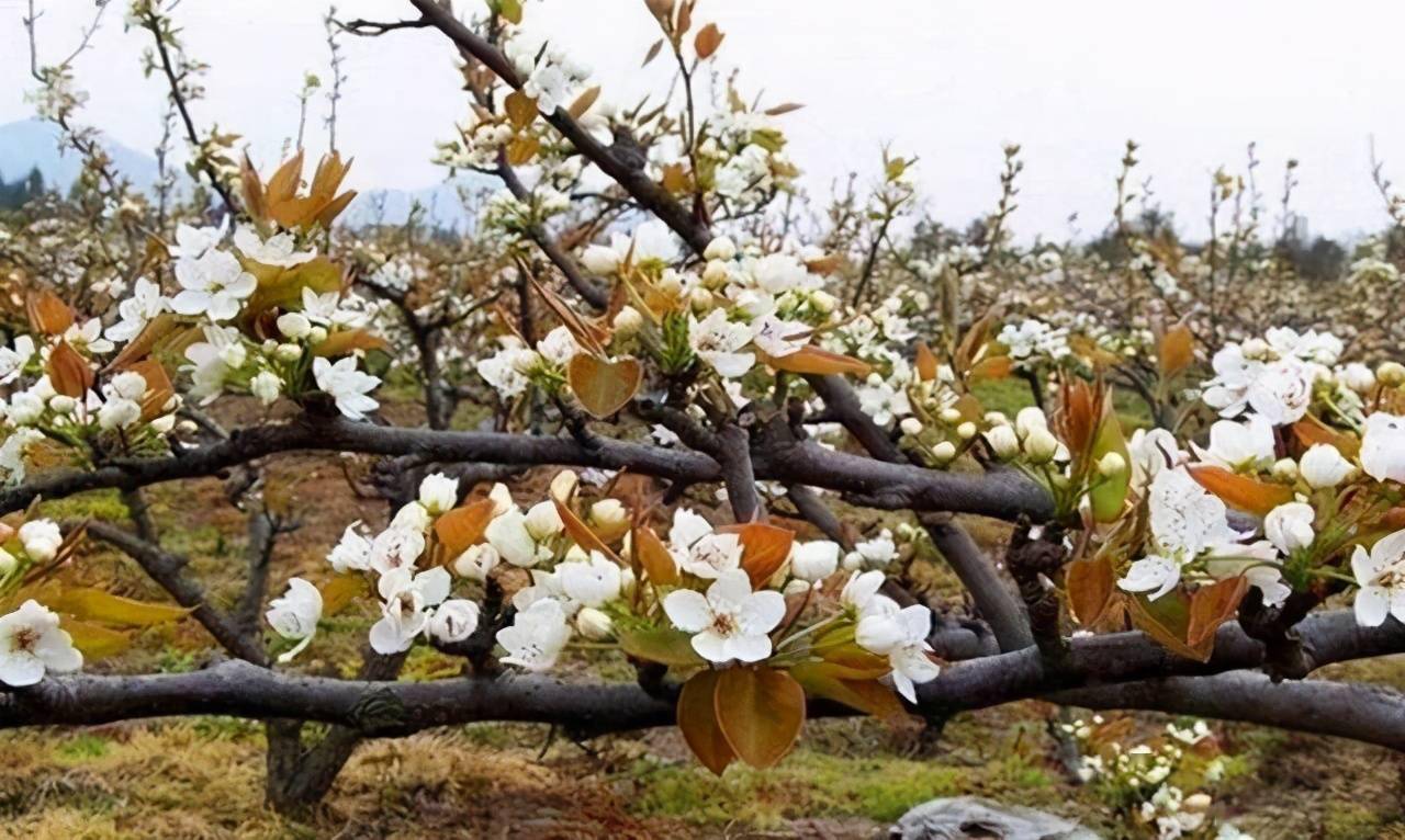 七月红梨树出现 大小年 现象 是什么原因造成的 答案来了 品种