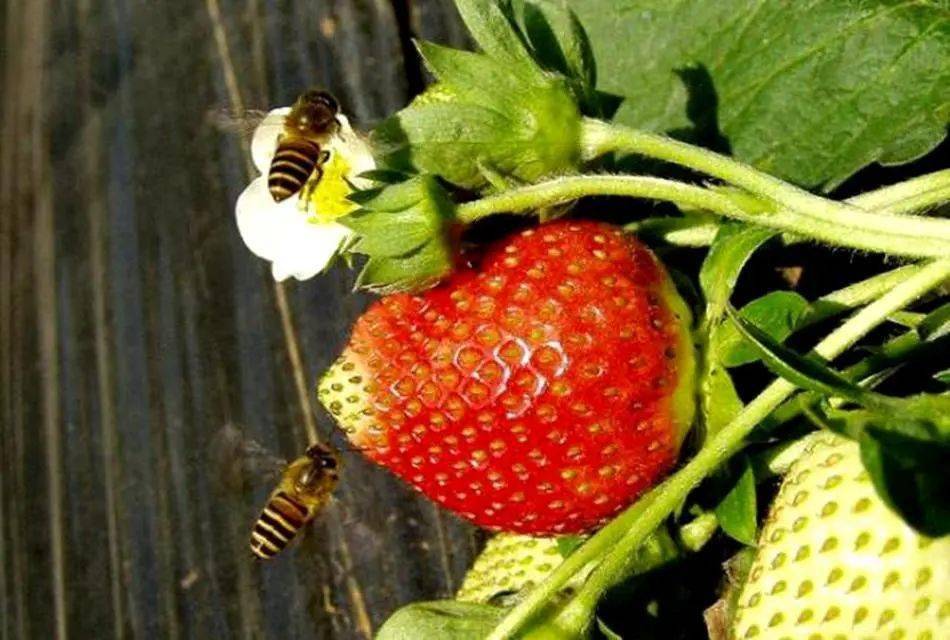 引来蜜蜂传花粉大棚草莓甜蜜蜜 授粉