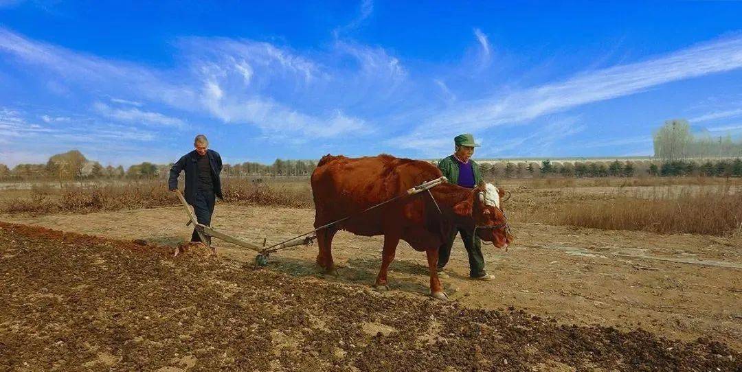 本次春耕大典分开春试犁,金锄开春,播种丰收三个部分,展示赵庄千人