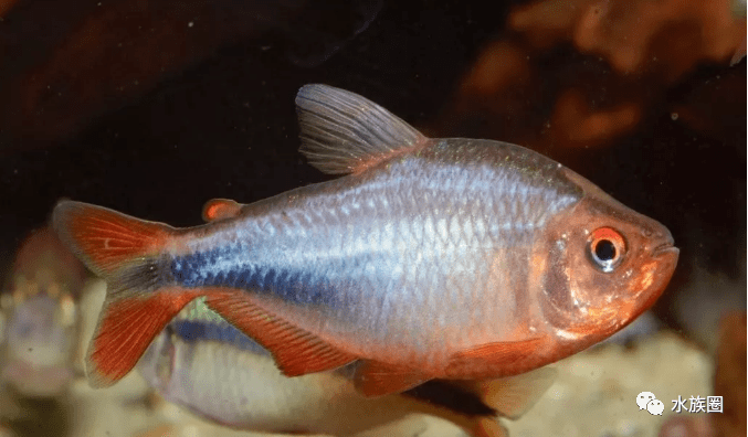 巴西的灯科鱼繁殖场 鱼种