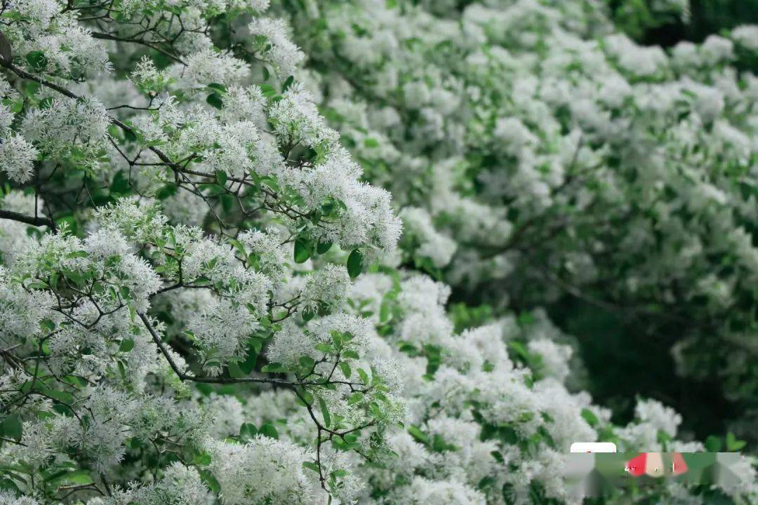 四月飞“雪”！福州百年流苏开花，全市仅有3棵！