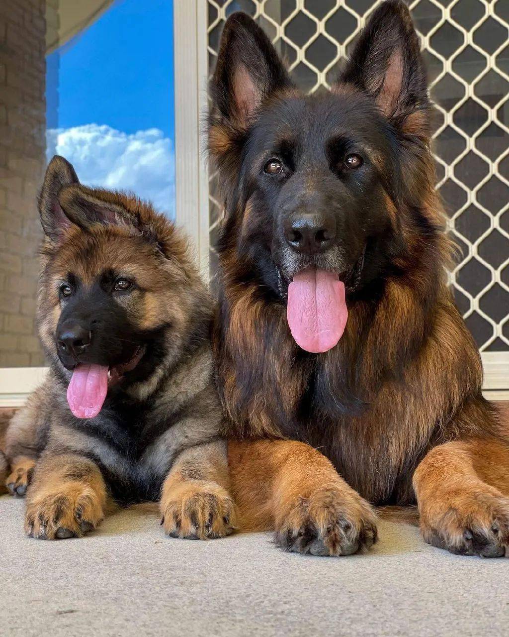 当高冷大德牧有了个蠢萌傻弟弟反差萌画风太可爱了