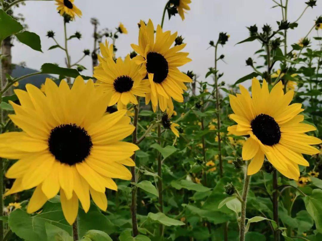 三月三来北流梧村,共度一场牡丹花樱花文化旅游节_花海中
