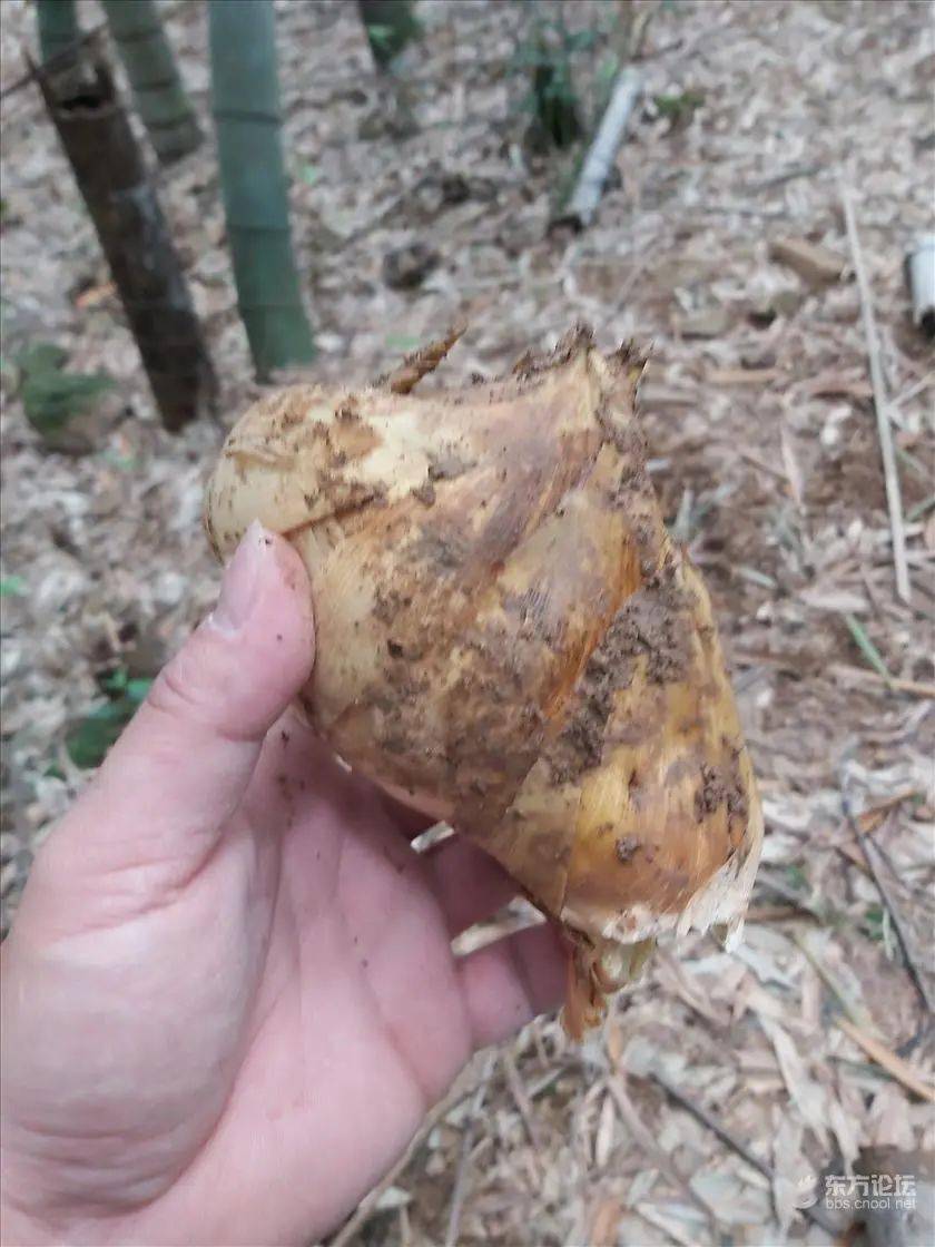 尝鲜挖笋好时节,宁波男子网晒一颗有故事的笋~_竹笋