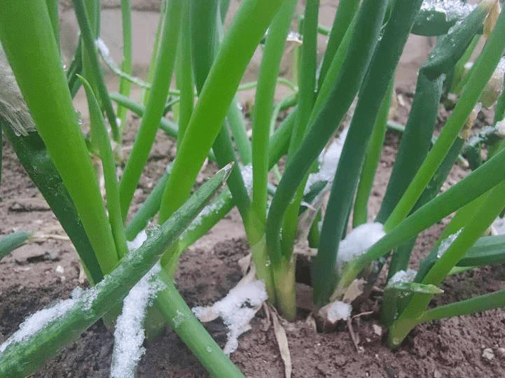 唯独院中这方小葱,探头探脑无所畏惧的寻着春的味道冒了出来,春天便