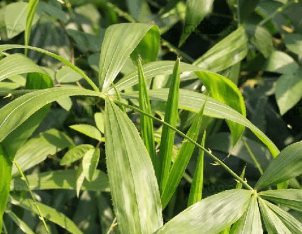 真正的司藤长啥样看完才知道剧中的人设太真实了