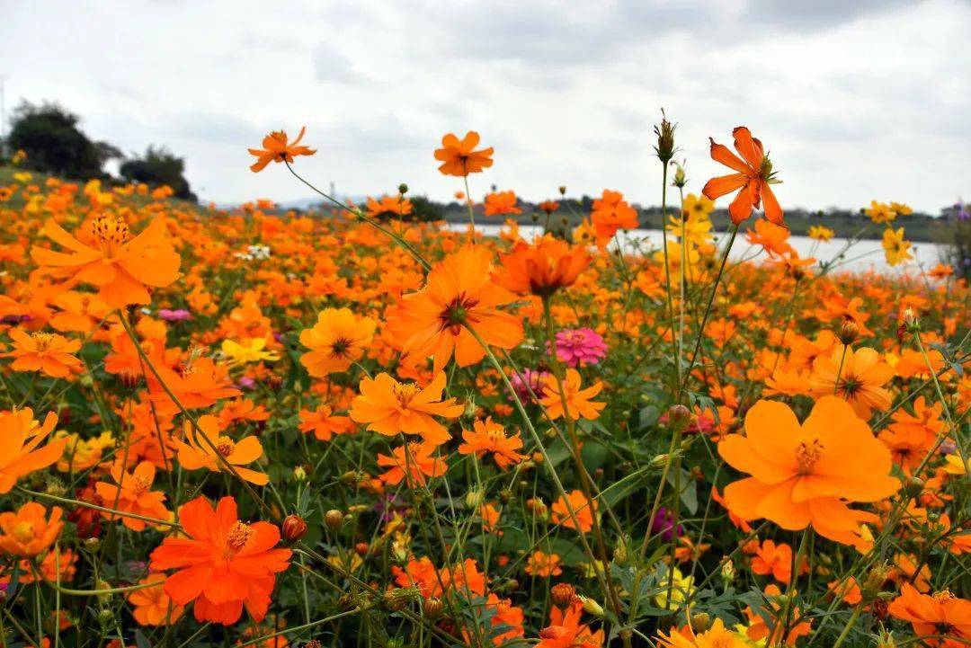 金灿灿的硫华菊佛山这个花海生态公园换新装免费赏