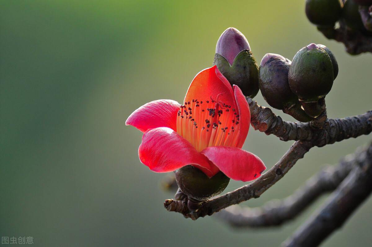 春季清热祛湿:木棉花