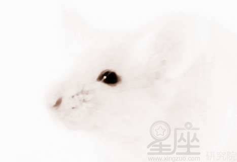 周公解梦，梦见老鼠的深层含义与解析