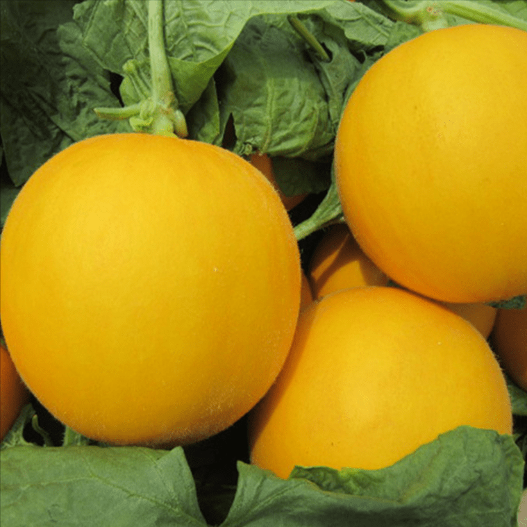 金灿灿的甜瓜你见过吗?好看又好吃!这个甜瓜种,现在种刚刚好_养分