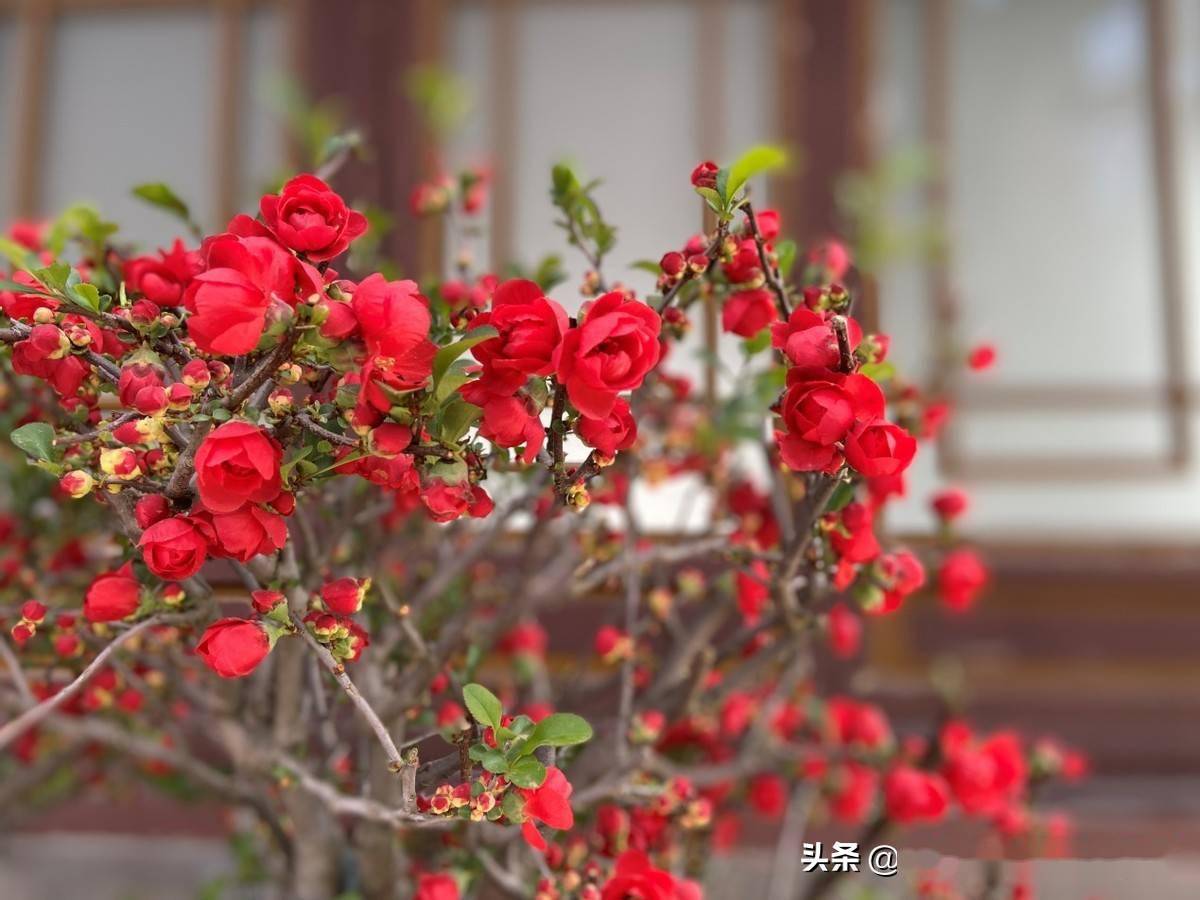 花芯黄似金多美的颜色海棠花开正当时红色的海棠花足够热烈苏轼写道"