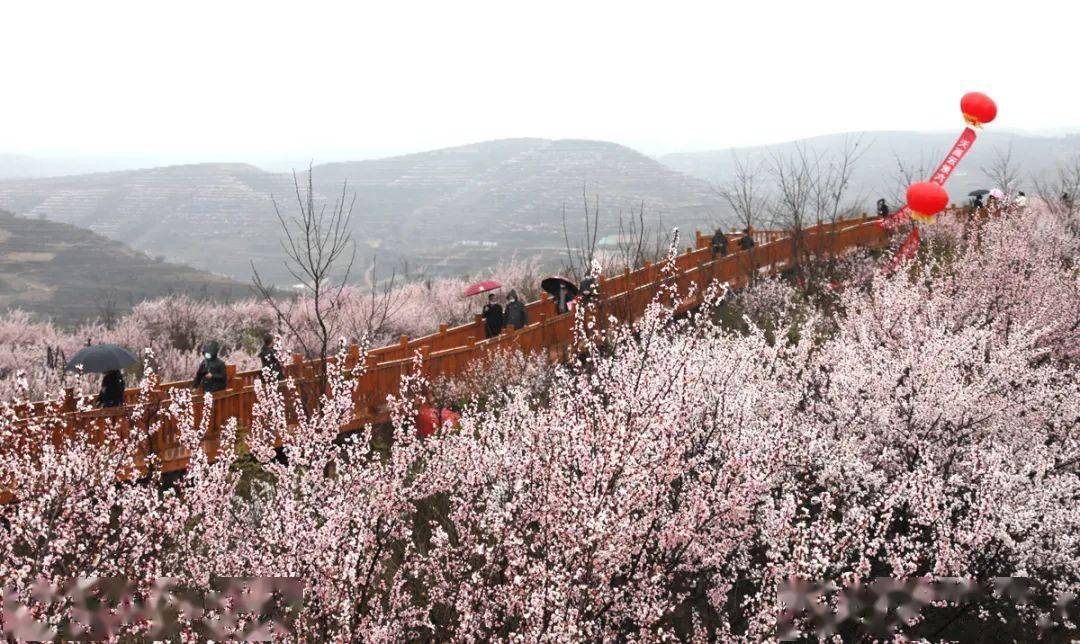 第九届"醉美花海·魅力彭阳"文化旅游节只是第十七届宁夏六盘山山花节